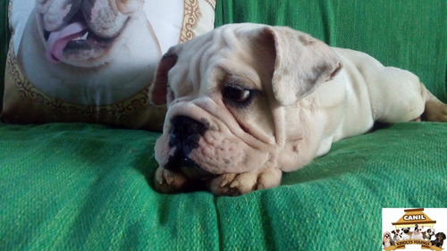 Bulldog Macho Com Pedigree Cbkc