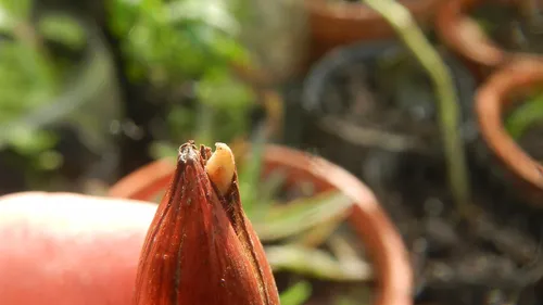 80 Semillas Araucaria Angustifolia. Pino Paraná Cosecha 5/19