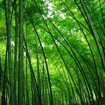 100 Sementes Bambu Phyllostachys Pubescens Planta Gramas