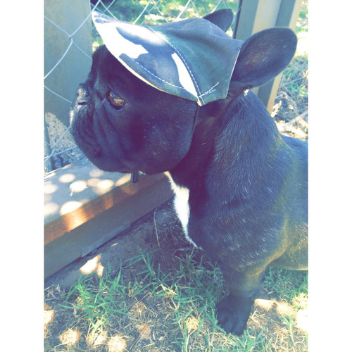 Servicio Bulldog Francés Atigrado
