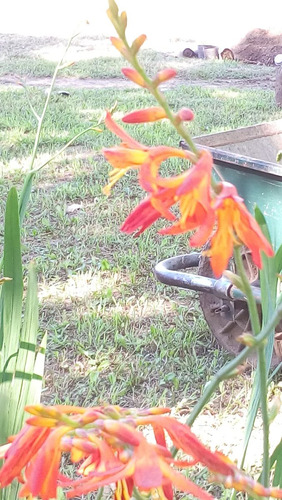 Crocosmias Fuego Del Diablo - Vivero Rolocampo