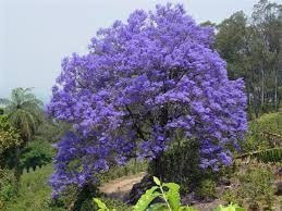 Jacarandá Mimoso Ou Caroba (mudas)