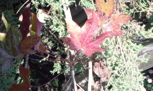 Arboles Liquidambar Hoja Roja Otoño 3 Mt No Envio A Region