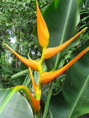 Heliconia Sarapiquensis Orange - Muda - Flores Tropicais