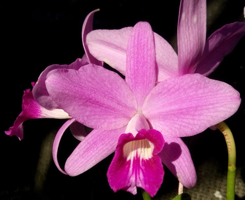 Laelia Sincorana Var Venosa