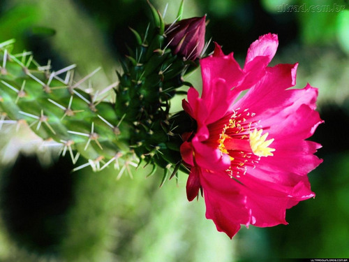 Pacote De Sementes Dos Cactus Mais Belos Do Mundo!!! | MercadoLivre