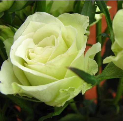 Semillas Green Rose