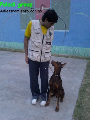 Imagen 2 de 10 de Adiestramiento Canino Poladi Online Y/o Presencial