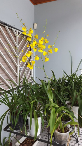 Orquidea Oncidium Aloha Iwanaga En Flores | MercadoLibre