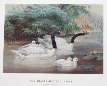 Joseph Wolf 1860 - Cisnes De Cuello Negro - Lámina 45x30 Cm.