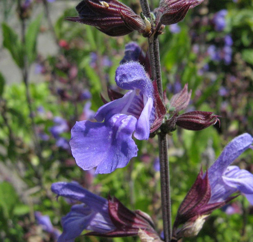 15 Semillas Salvia Officinalis - Salvia Comun $39.00 Cod.195