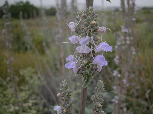 Salvia Branca Sagrada Apiana Espiritua 120 Sementes P/mudas