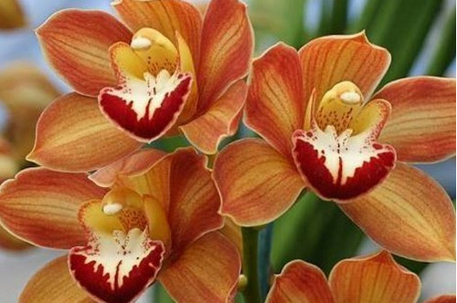 Orquídeas Cymbidium Laranja Com Haste Botões De Flor