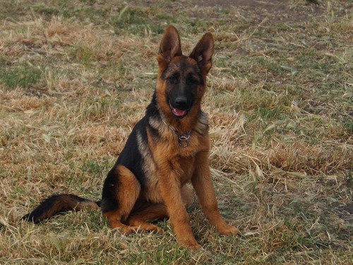 Cachorra Pastor Aleman Inscrita