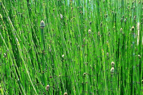 Planta De Equisetum Cola De Caballo Envios A Todo Bs As