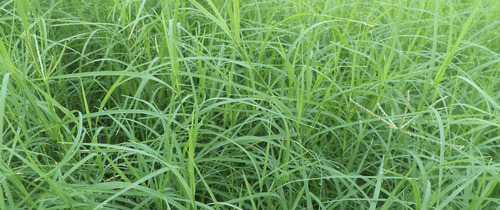 Semilla Pasto Bermuda Gigante Zacate Forrajero Saco 20 Kg