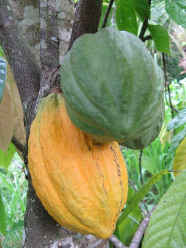 Muda Grande De Cacau, Pra Fazer Suco E Chocolate Natural