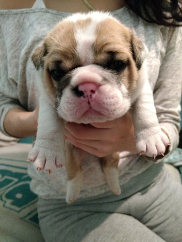 Cachorros Bulldog Inglés