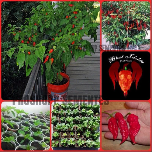 450 Sementes Da Bhut Jolokia A Pimenta  Mais Ardida Do Mundo