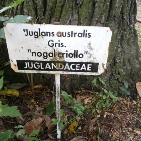 39 Semillas De Nogal Criollo (juglans Australis)