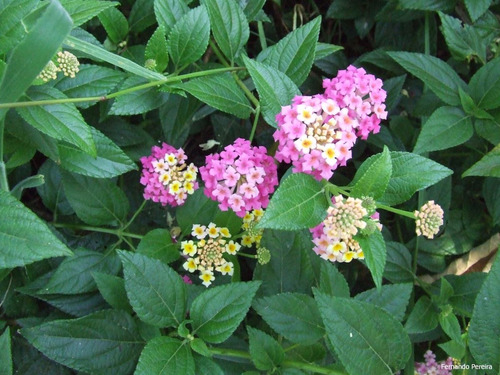 50 Sementes De Flor Lantana Câmara Sortidas / Cambará