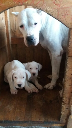 Dogo Argentino
