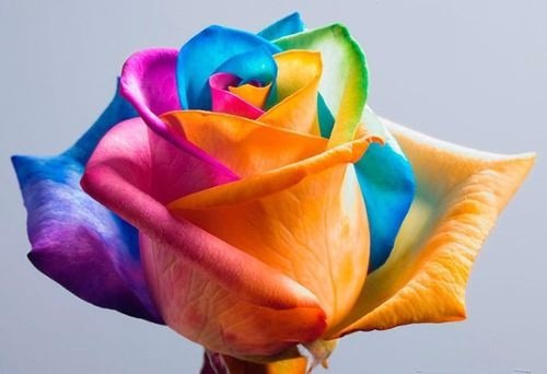 10 Sementes Rosa Rainbow Arco Íris Flor Colorida | Parcelamento sem juros