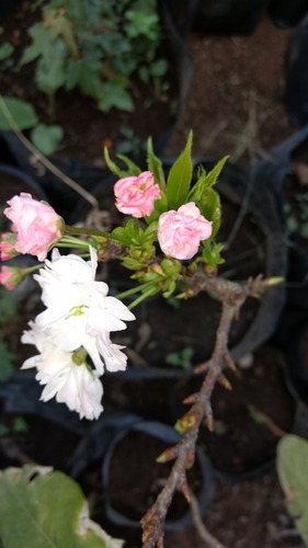 Cerezo Japonés Flor Sakura + Maple Japones Chico