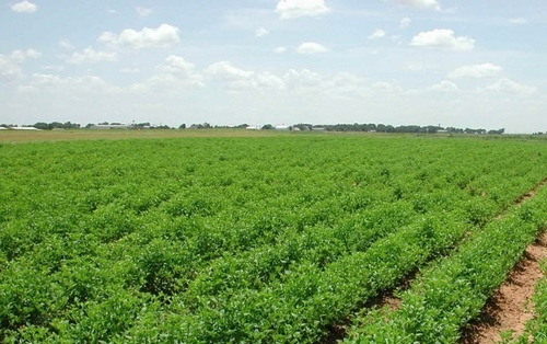 Puerto Plata Río San Juan  Monte Cristi Esperanza  Finca 26,000 Tarea 