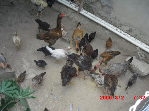 Imagem 7 de 15 de Chacara No Bairro Taquaras Prox. Cidade | 48216 - 48216