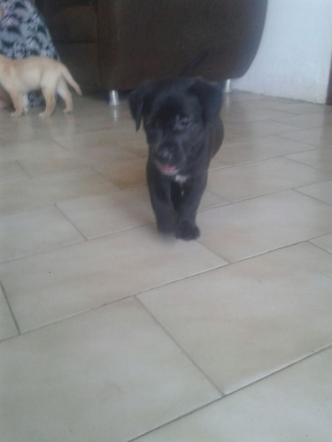 Linda Filhote Labrador Com Ótima Linhagem, Tenho Pai E Mãe.