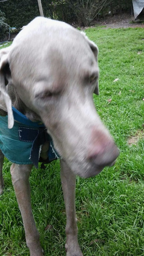 Imagen 3 de 6 de Guardería Canina Rincon De Tortuguitas