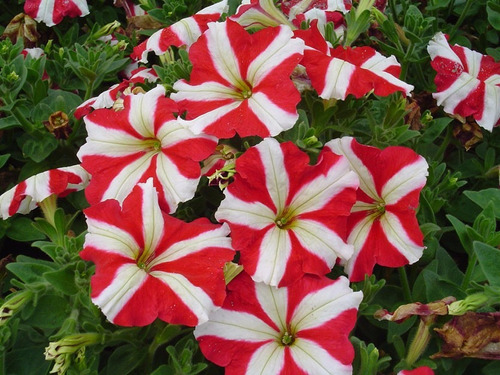 Petunia Estrella Roja 20 Semillas Pequeñitas Sdqro2 | Meses sin intereses