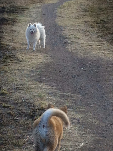 Pomeranian Blanco