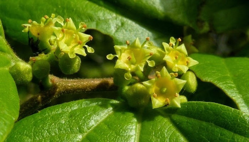 Semillas De Ponsigue, Ziziphus Mauritiana