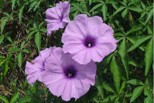 Campanilla Lila Ipomoea Cairica Planta Trepadora Nativa