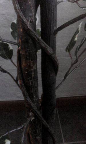 Plantas De Interior Artificiales - Ficus Disciplinado