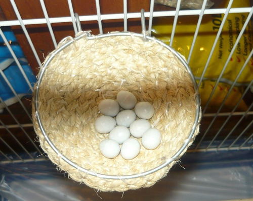 Huevos Para Nidal, Nido, Canario Y Otras Aves Pequeñas.