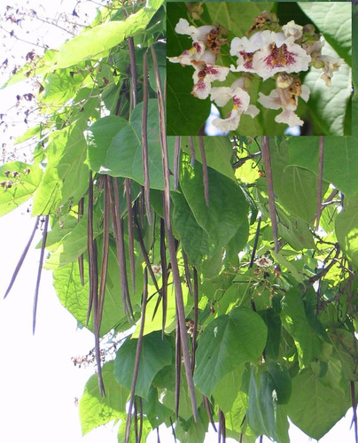 201 + Yapa Semillas De Catalpa Bignoides