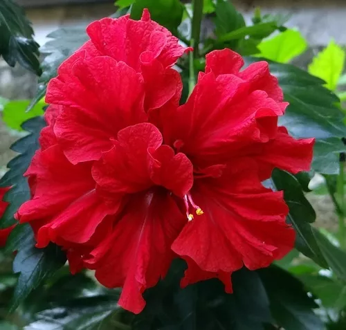 Mudas De Hibiscos Dobrado - Com 30cm A 50cm De Altura Lindas