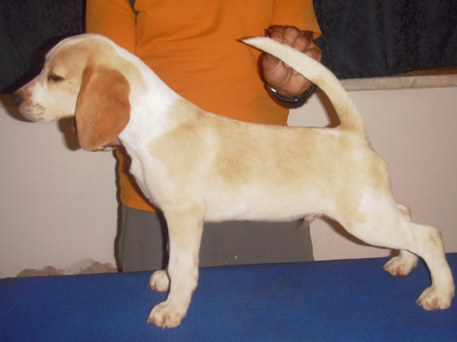 Cachorros Beagles Con Pedigree