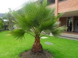 30 Semillas Palma Washingtonia Playa Sol Sombra Jardin 