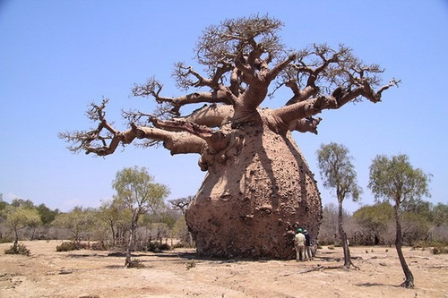 Baoba Adansonia Digitata Sementes Frescas Colhidas No Brasil