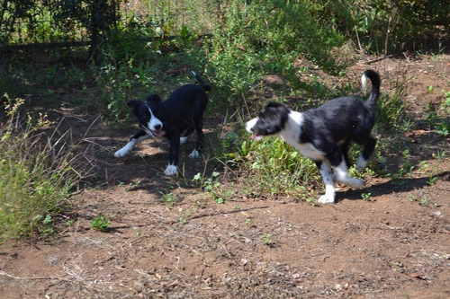 Border Collie Inscritos