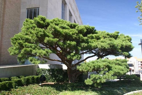 Pinheiro Vermelho Japones - Sementes Para Mudas Ou Bonsai