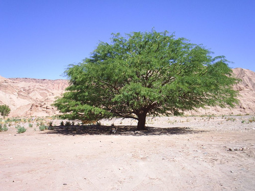 Árbol De Algarrobo - Planta Nativa | MercadoLibre