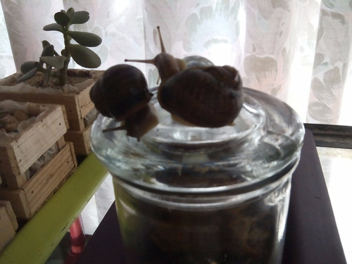 Caracoles Helix Aspersa Vivos