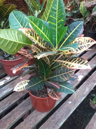 Planta De Inteiror Croton Híbrido