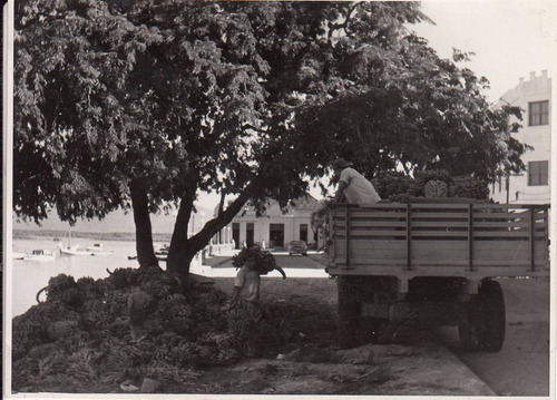 Antigua Foto Carga De Bananas Rio Iterete Paranagua Brasil