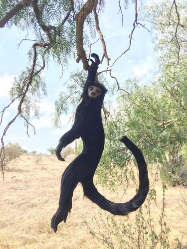 Animales Disecados 100% Artificiales Mono Araña